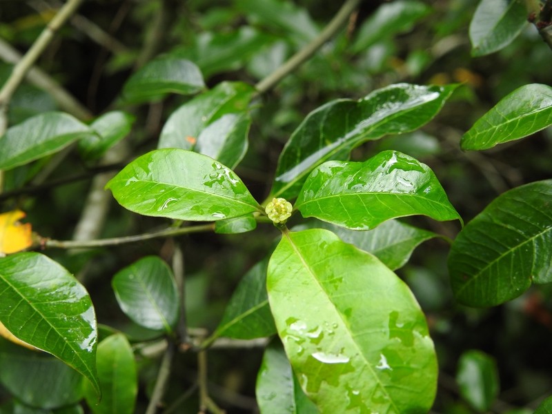 Euphorbia tetraptera photo 8
