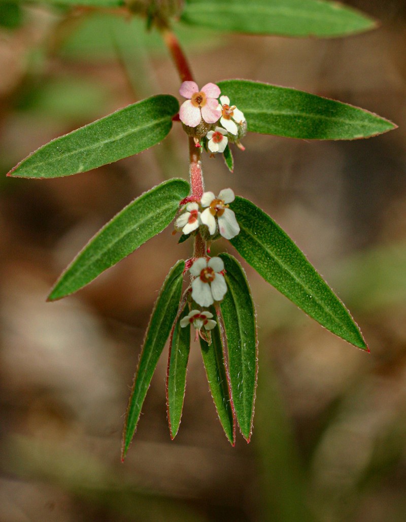 Euphorbia tettensis photo 2