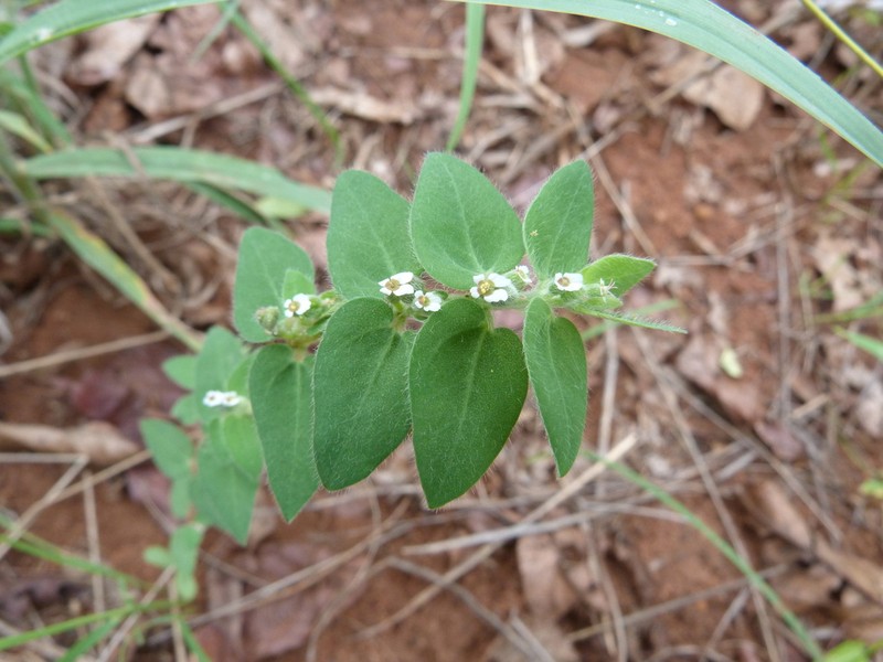 Euphorbia tettensis photo 3