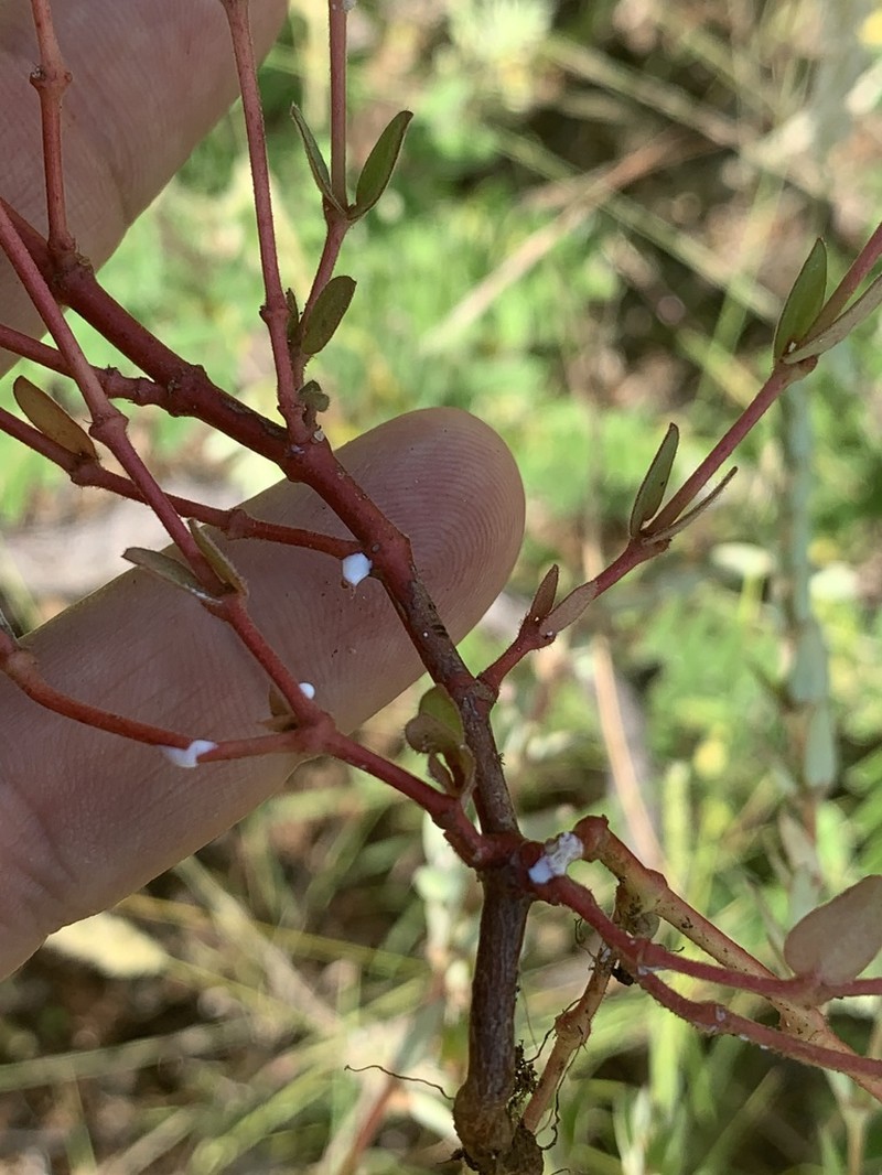 Euphorbia tettensis photo 4