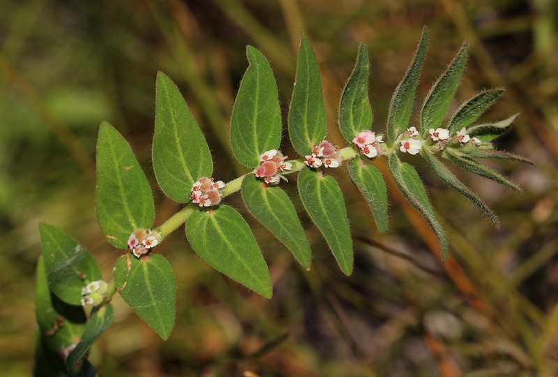 Euphorbia tettensis photo 5