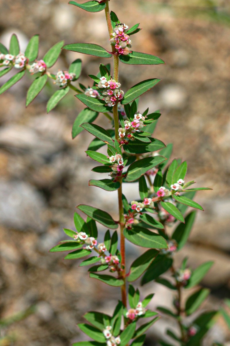 Euphorbia tettensis photo 6