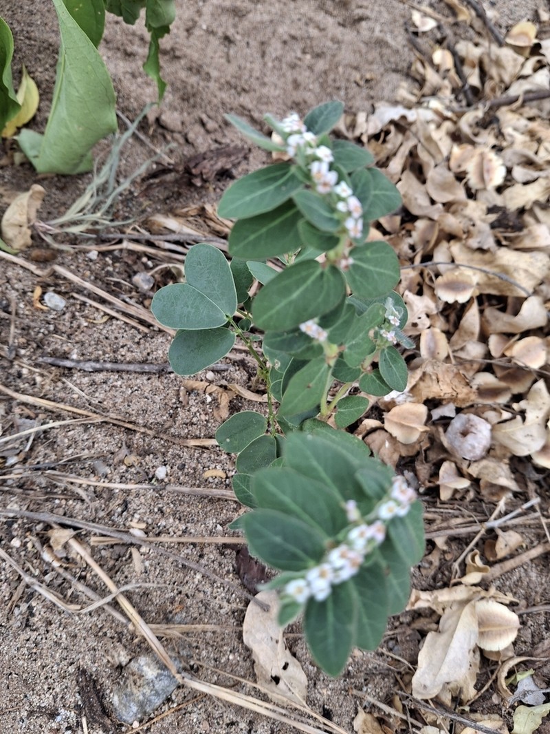 Euphorbia tettensis photo 7
