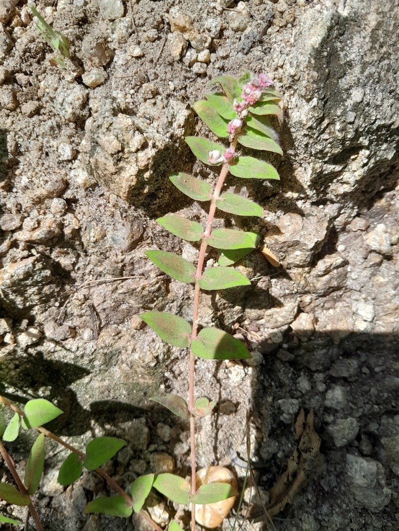 Euphorbia tettensis photo 8