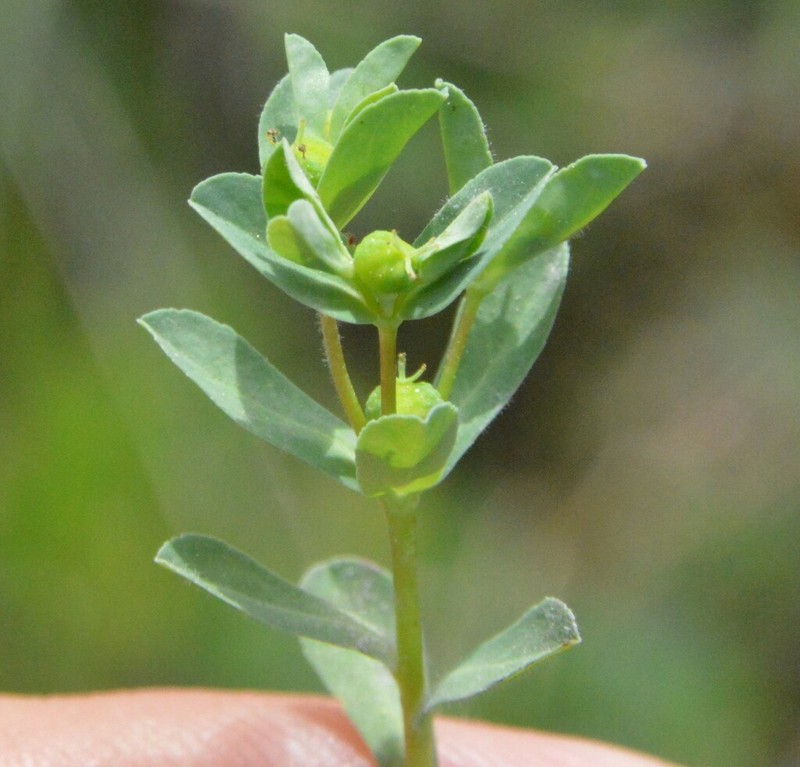 Texas Spurge