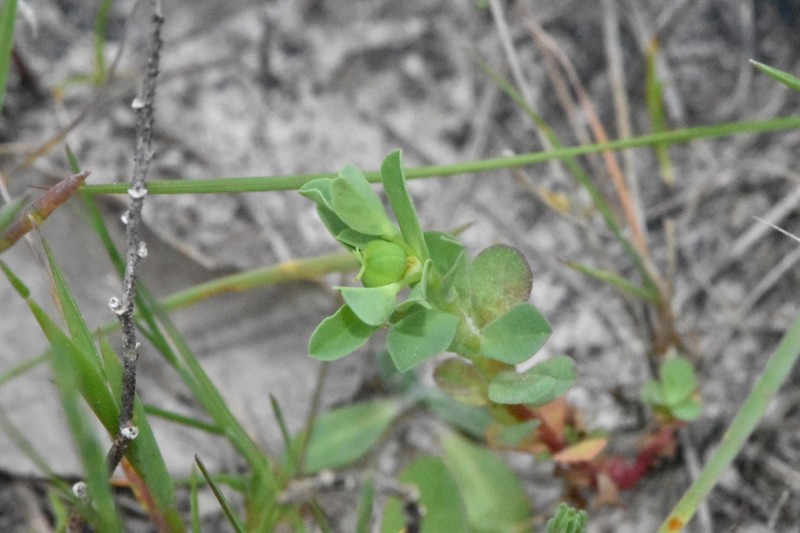 Texas Spurge photo 2