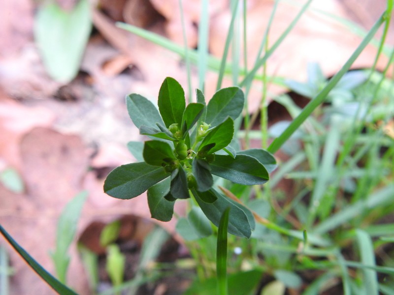 Texas Spurge photo 3