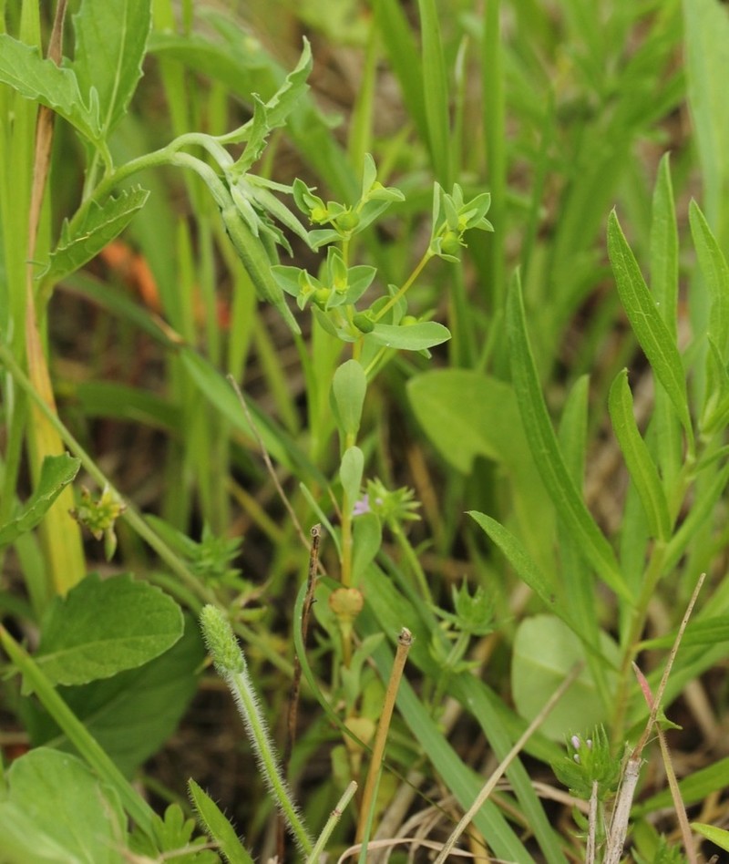 Texas Spurge photo 4