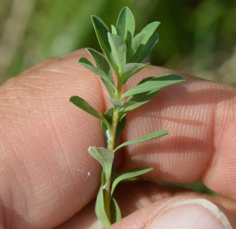 Texas Spurge photo 5