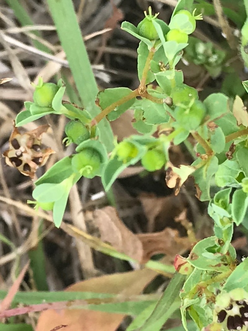 Texas Spurge photo 6