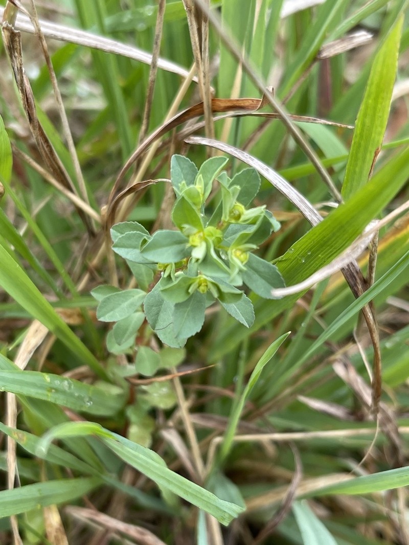 Texas Spurge photo 7
