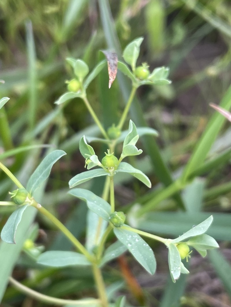 Texas Spurge photo 8