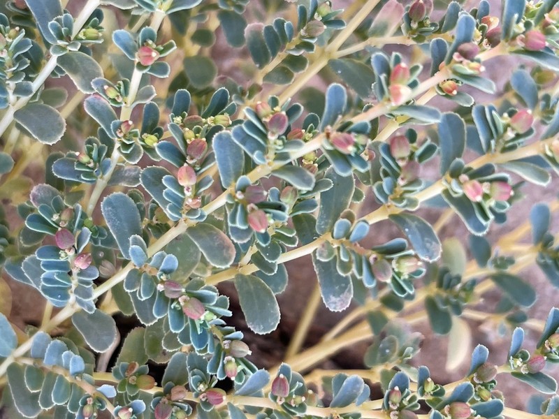 Euphorbia thelephora