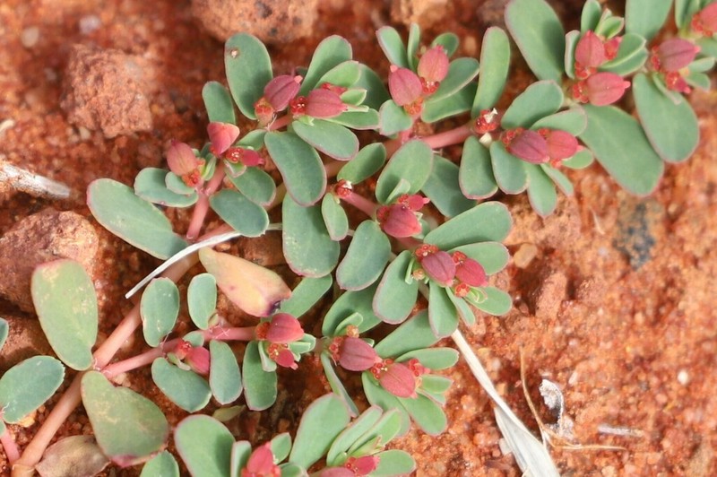 Euphorbia thelephora photo 2