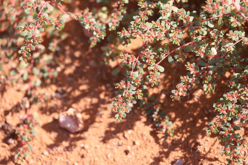 Euphorbia thelephora photo 3