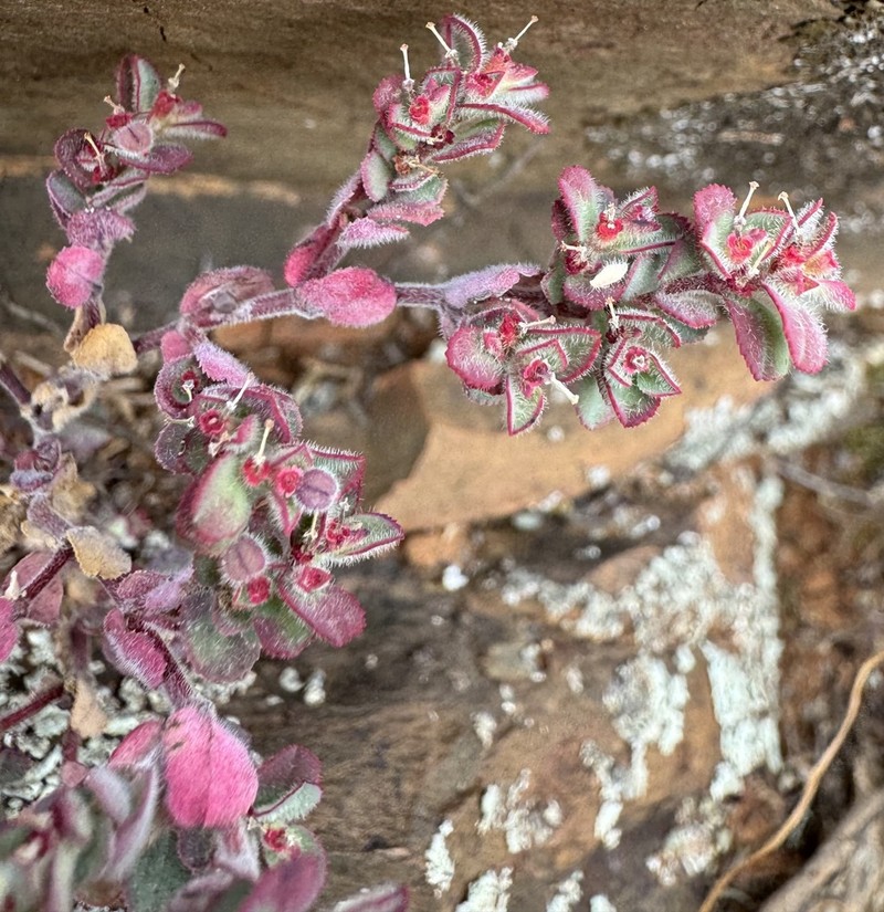 Euphorbia thelephora photo 4