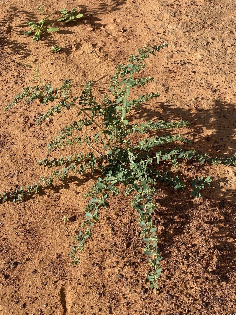 Euphorbia thelephora photo 5