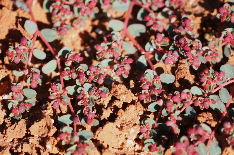 Euphorbia thelephora photo 6