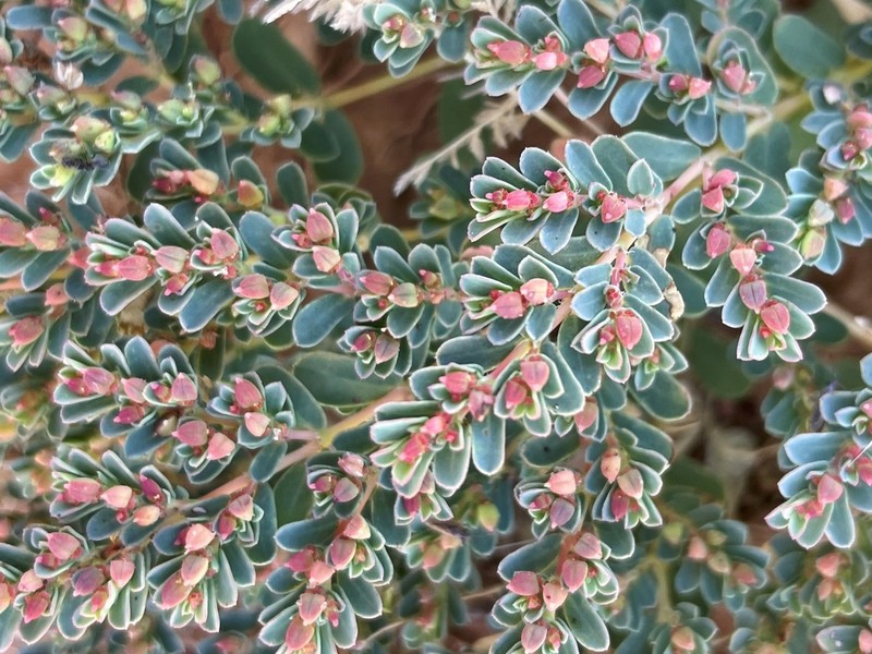 Euphorbia thelephora photo 7