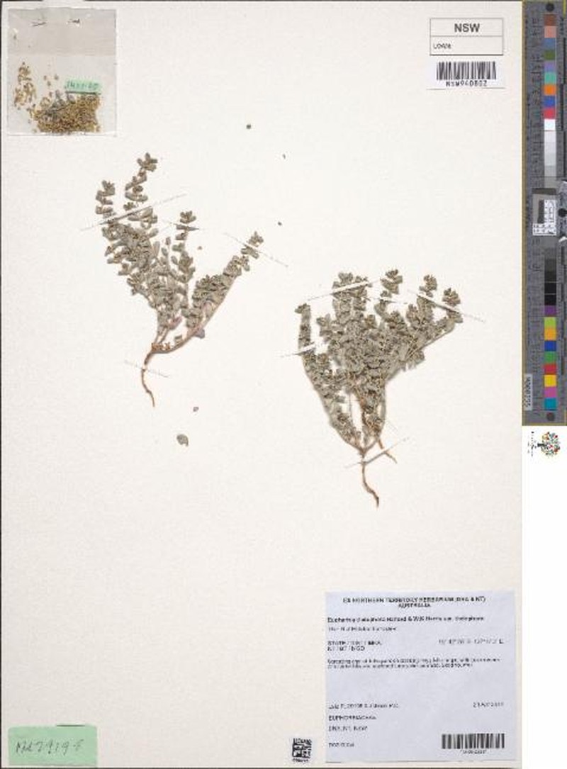 Euphorbia thelephora photo 8