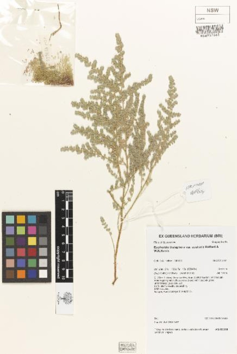 Euphorbia thelephora var. australis