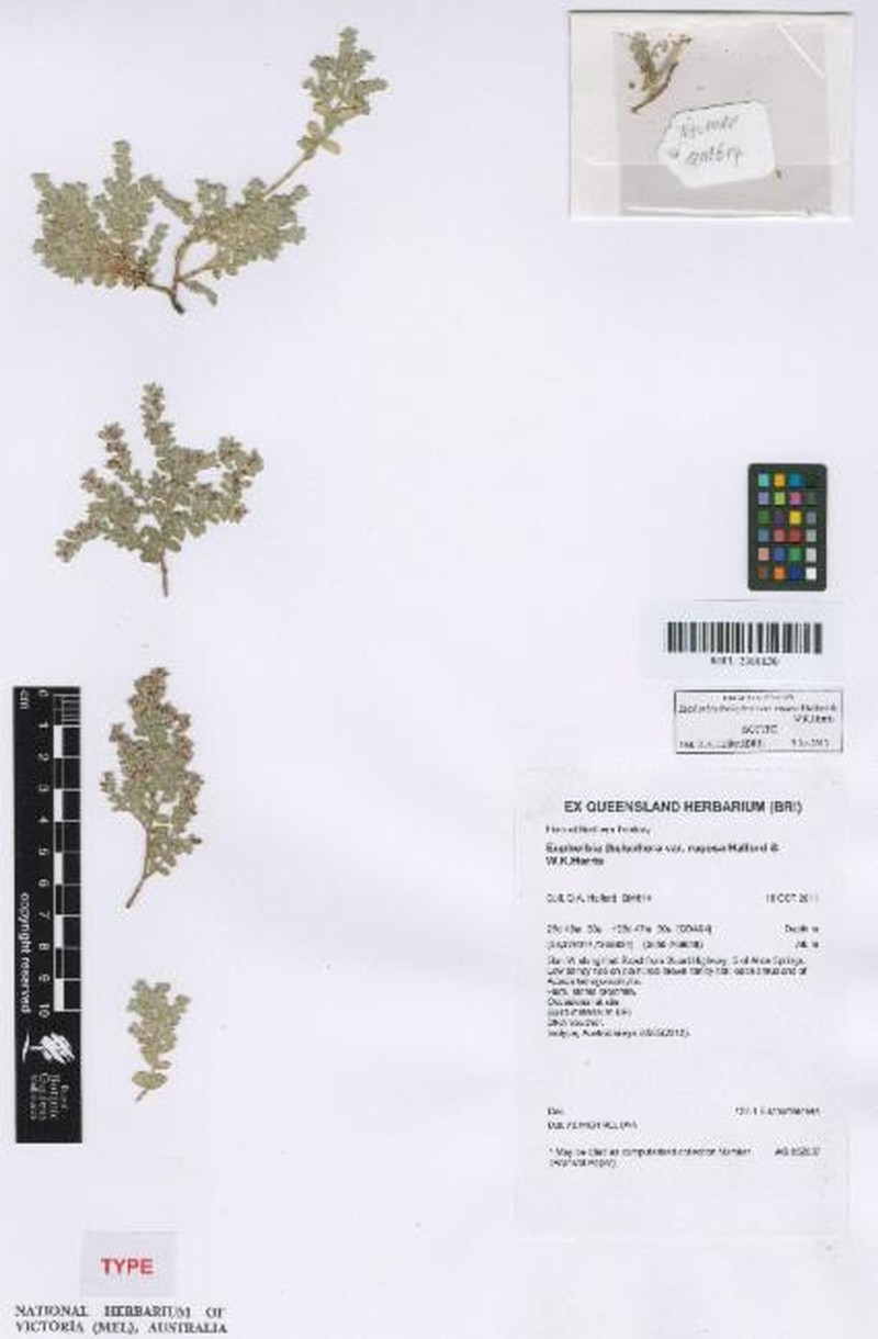 Euphorbia thelephora var. rugosa
