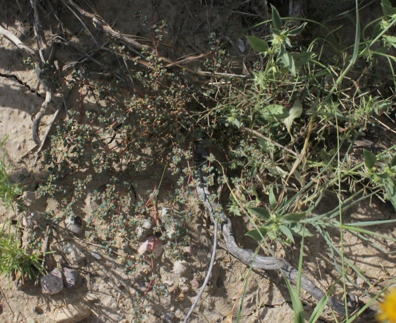 Terlingua Sandmat photo 2