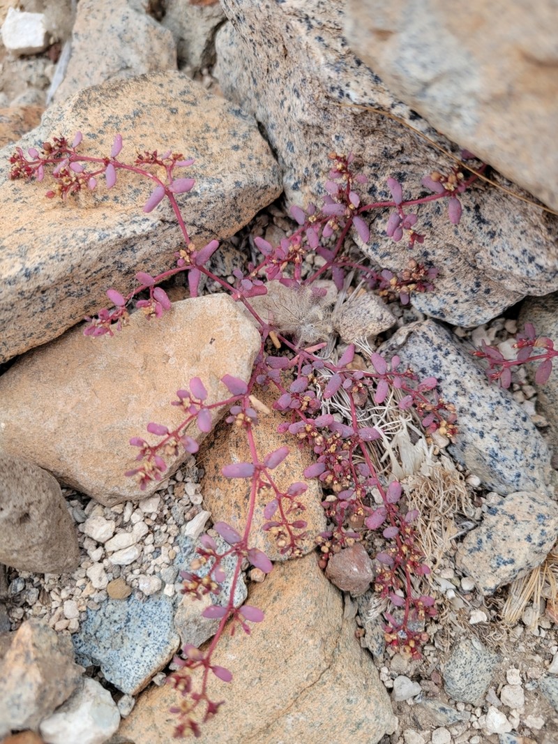 Terlingua Sandmat photo 3