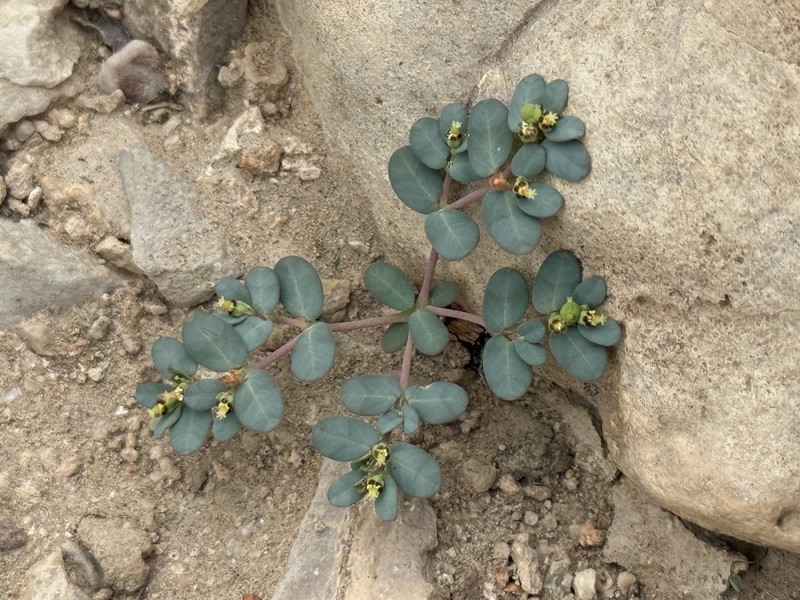 Terlingua Sandmat photo 7