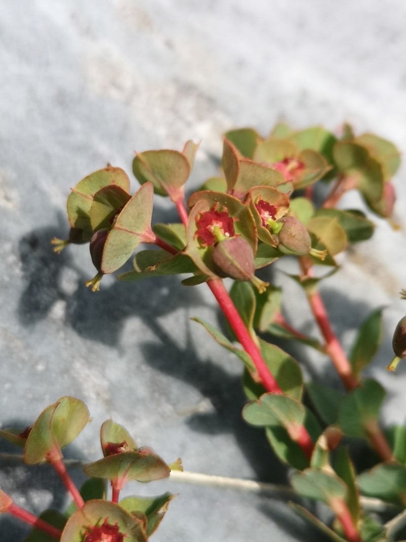 Euphorbia thessala
