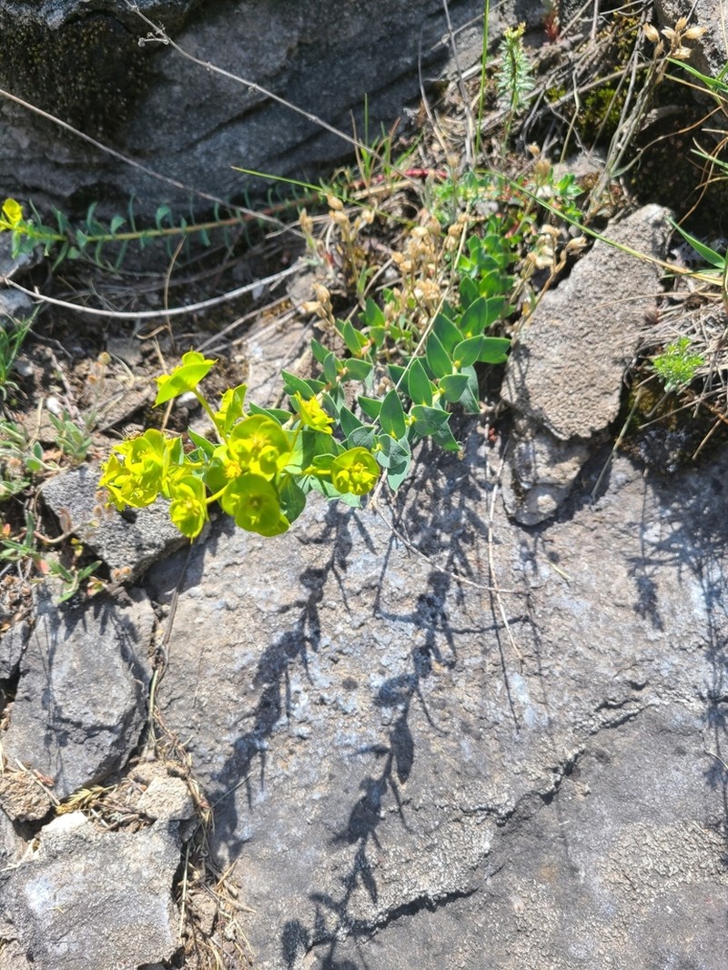 Euphorbia thessala photo 2