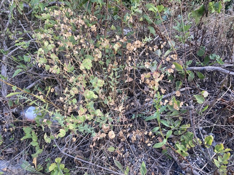 Euphorbia thessala photo 4