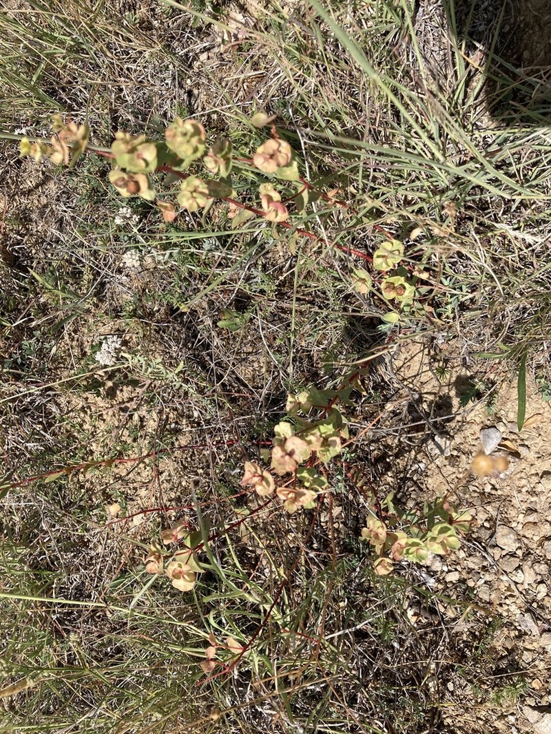 Euphorbia thessala photo 5