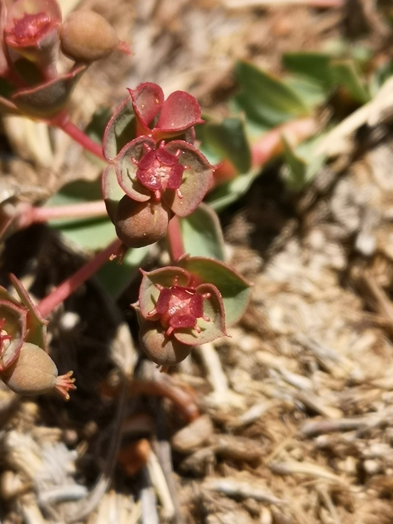 Euphorbia thessala photo 6