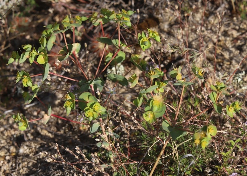 Euphorbia thessala photo 7