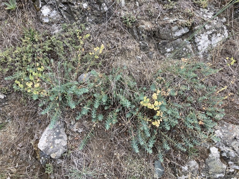 Euphorbia thessala photo 8