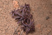 Euphorbia thinophila