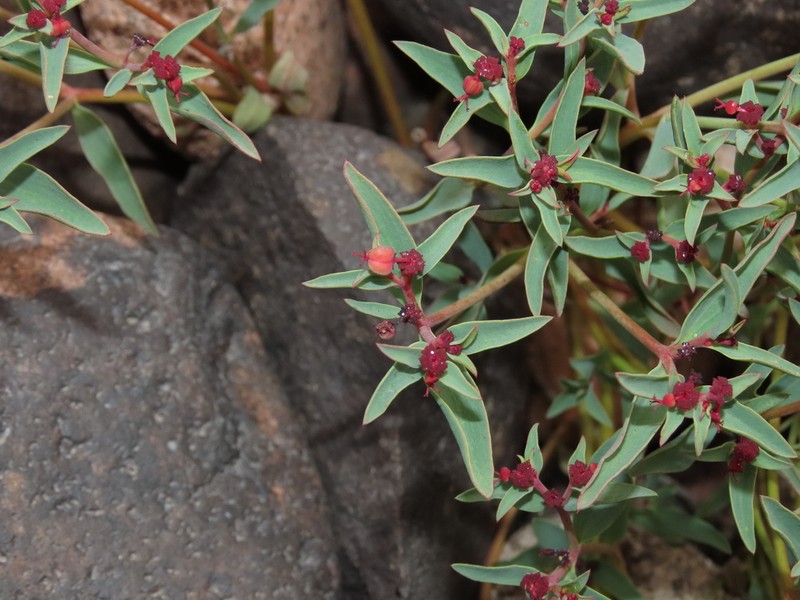 Euphorbia thinophila photo 2