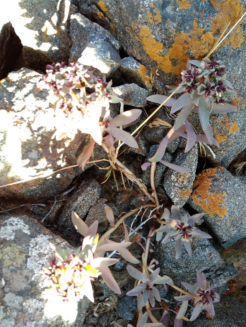 Euphorbia thinophila photo 3