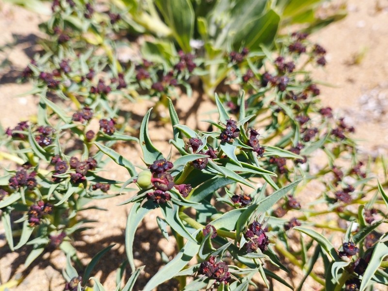 Euphorbia thinophila photo 4