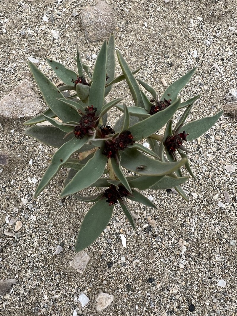 Euphorbia thinophila photo 5