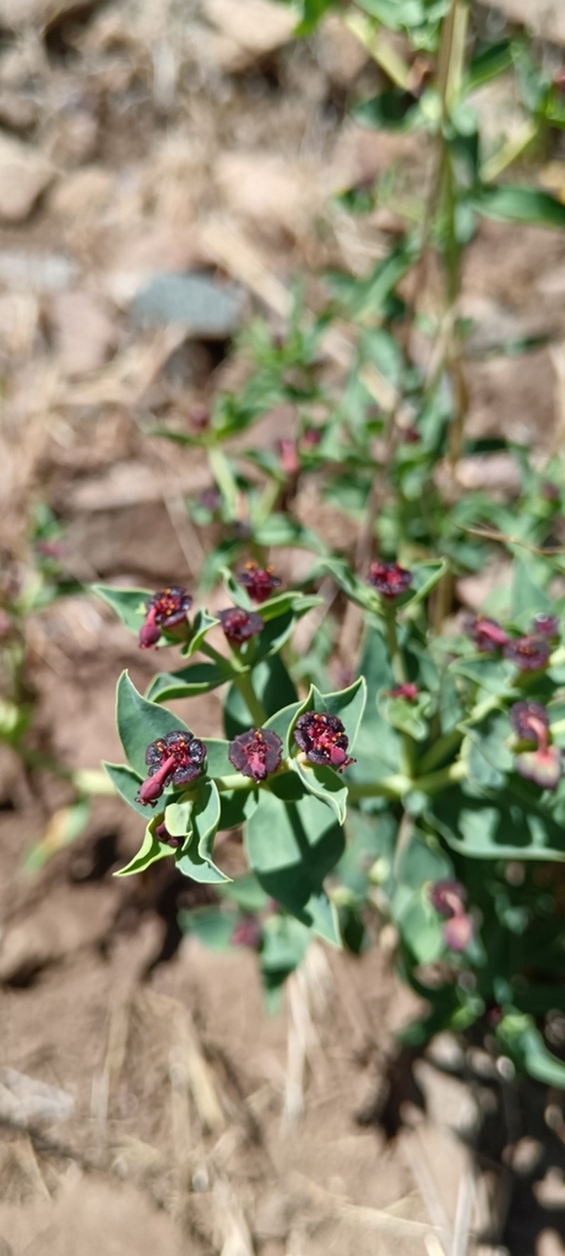 Euphorbia thinophila photo 6