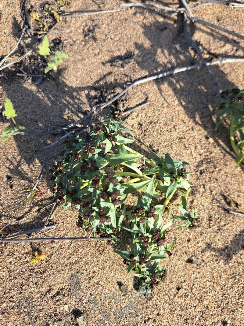 Euphorbia thinophila photo 7