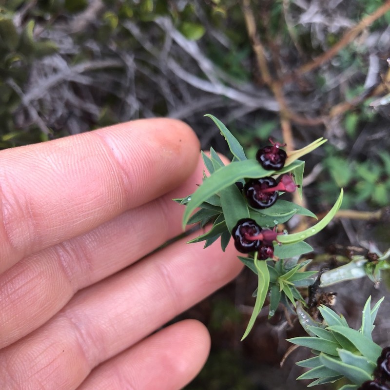 Euphorbia thinophila photo 8