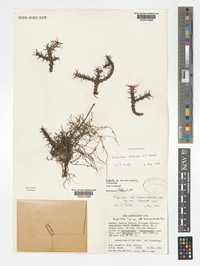 Euphorbia tholicola