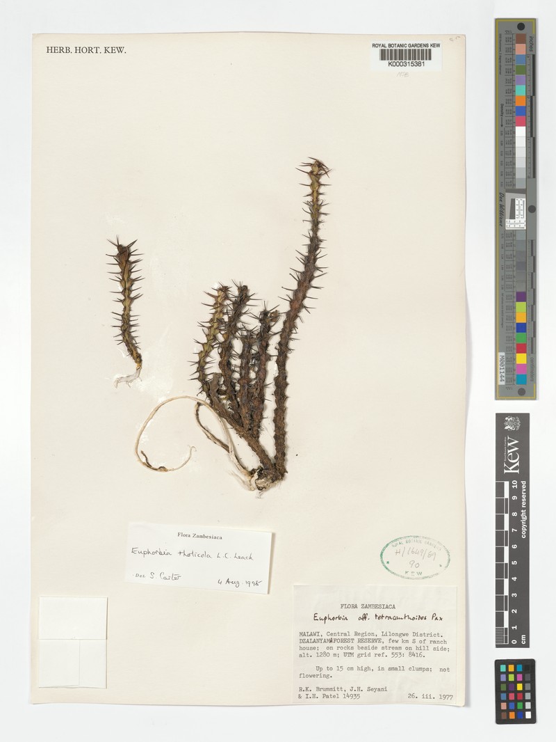 Euphorbia tholicola photo 2
