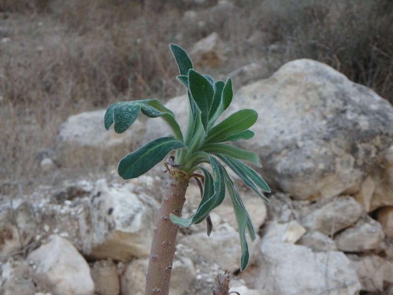 Euphorbia thompsonii