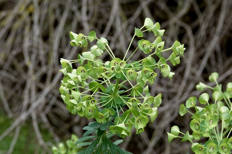 Euphorbia thompsonii photo 3