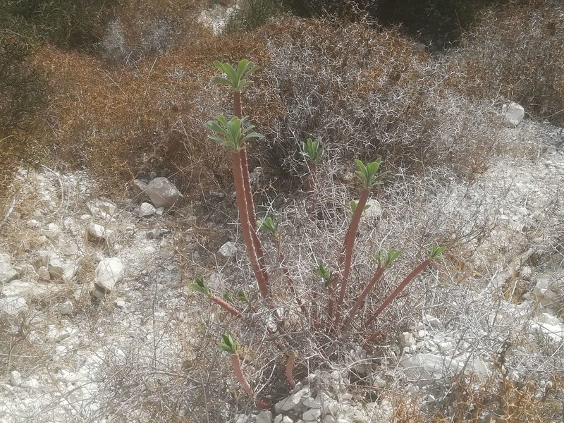 Euphorbia thompsonii photo 4