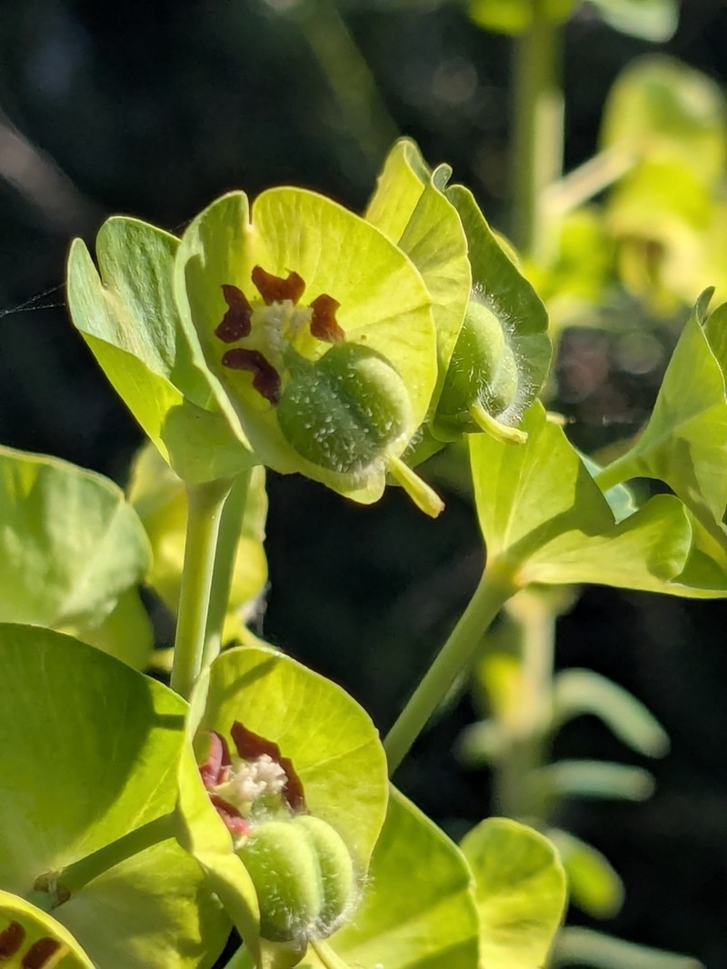 Euphorbia thompsonii photo 5